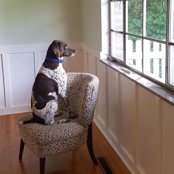 /Images/uploads/Southeast German Shorthaired Pointer Rescue/segspcalendarcontest2018/entries/8967thumb.jpg